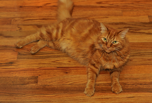 Red Cat on the  Red Floor