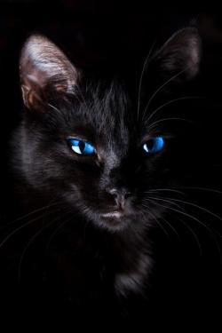 black cat 20