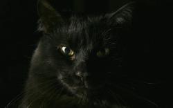 Black cat yellow eyes