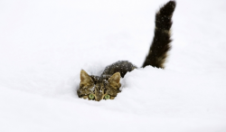 snow cat