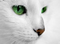white cat green  eyes